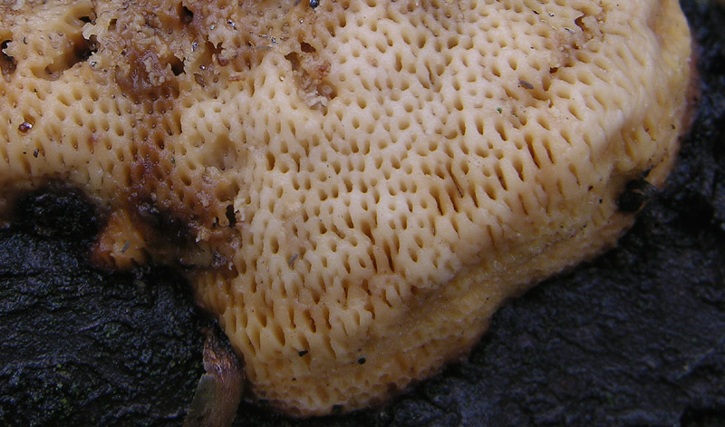 In bosco di Quercus cerris(1) (Dichomitus campestris)